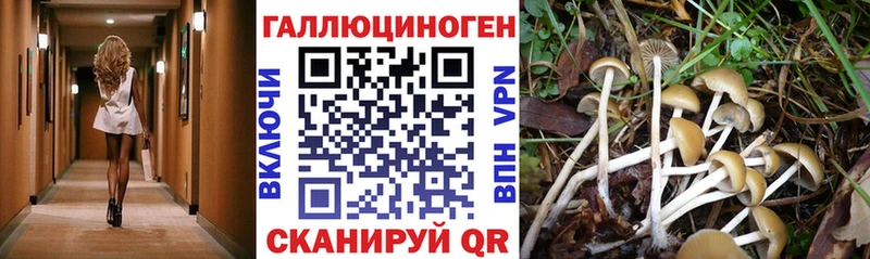наркота  Приозерск  Псилоцибиновые грибы прущие грибы 